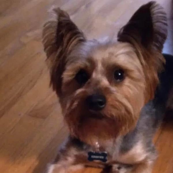 dog-fence-installer-near-me