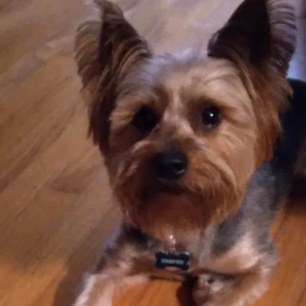 Just a pick of our inside pup, Cooper!  