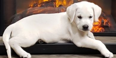White Lab Puppies - Top Dawgs - Home