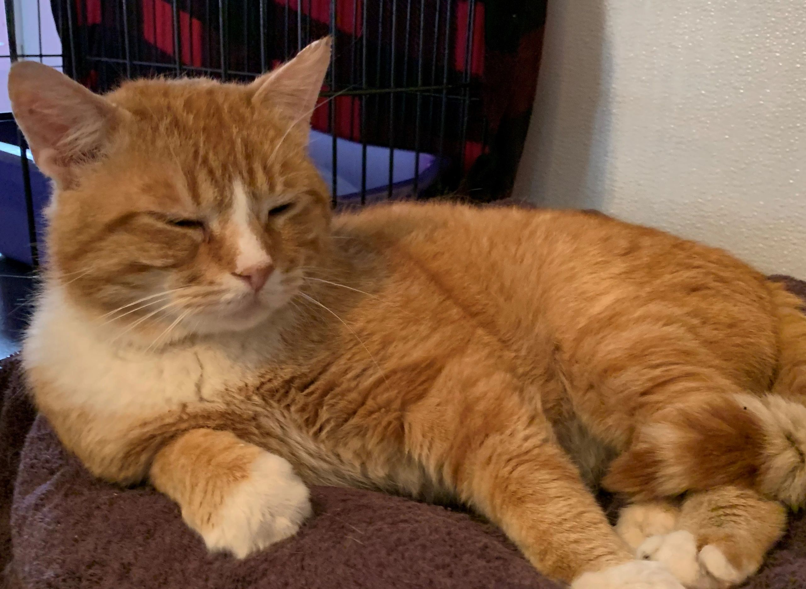 Focus on Ferals - Nonprofit, Cats, Animal Rescue