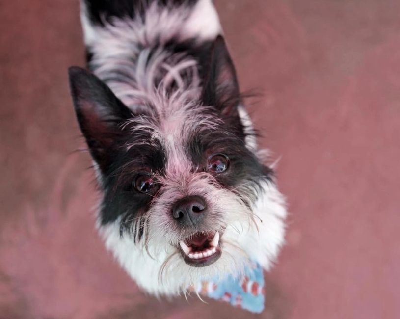 Foster Leashes of Love Rescue