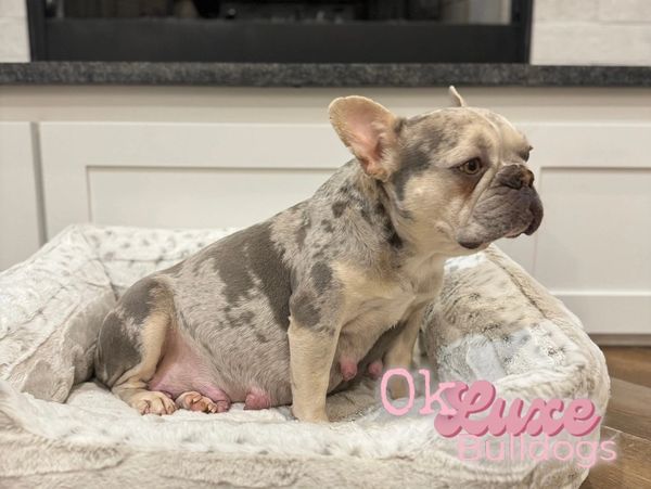 French Bulldog Dam