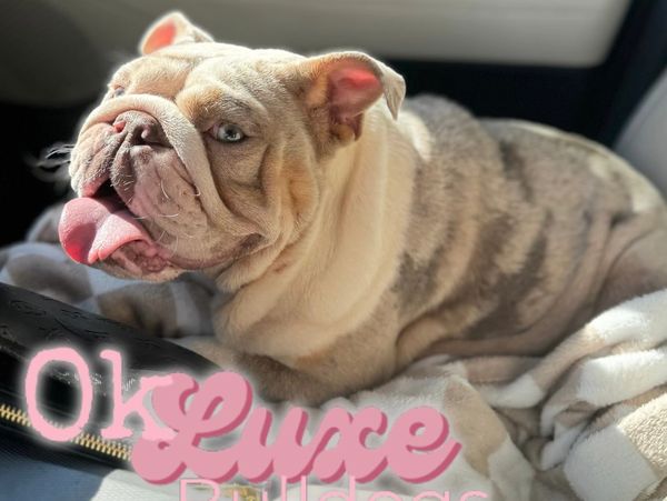 English Bulldog Dam