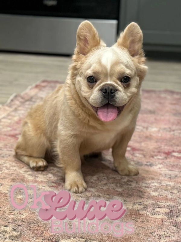 Fluffy French Bulldog Sire