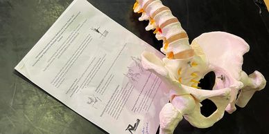 Skeleton of the pelvis with a paper with class descriptions on it.
