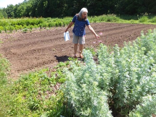 Lavender farms: Wisconsin farmers find uses for aromatic, edible herb