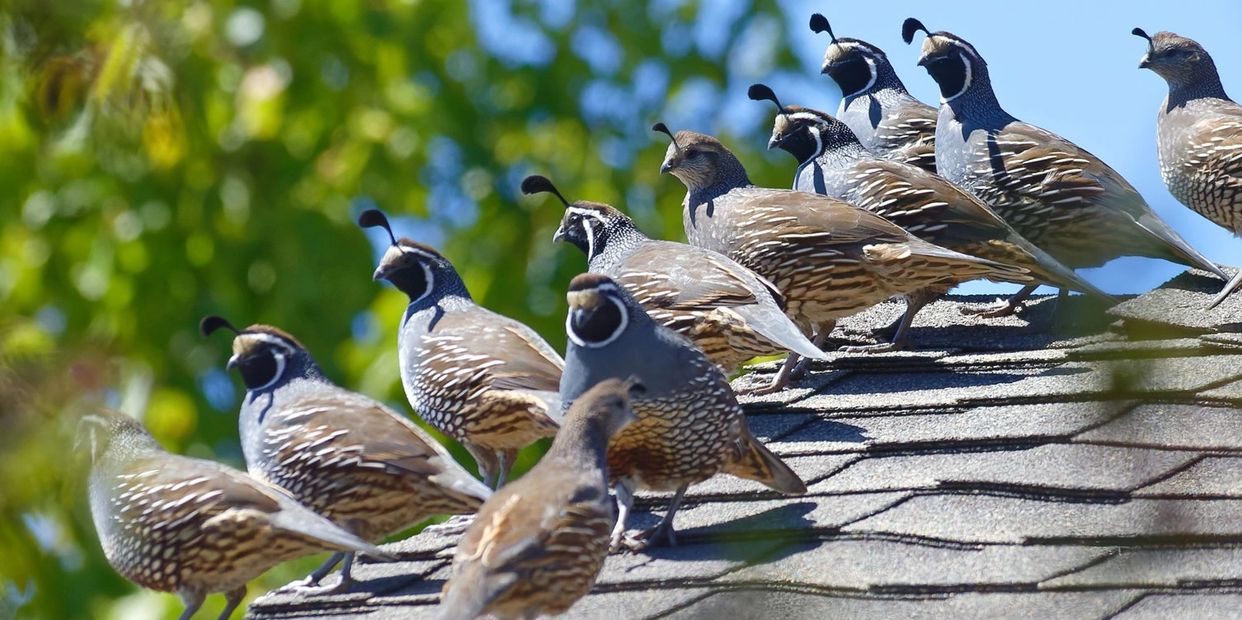 Our bird abatement protects property, reduces health hazards, preserves aesthetic appeal humanely