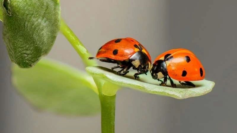 Libererrantes Insect Insects Without Borders: An Indo-American Reflection on Beetles