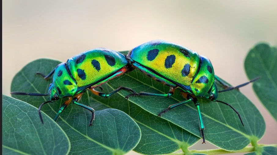 Monsoon Red Insect The Jewel of the Monsoon: A Bug That Wears a Crown
