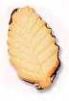 A single dried leaf with curled edges.