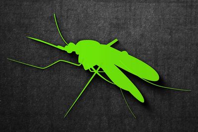 Mosquito Pest Services