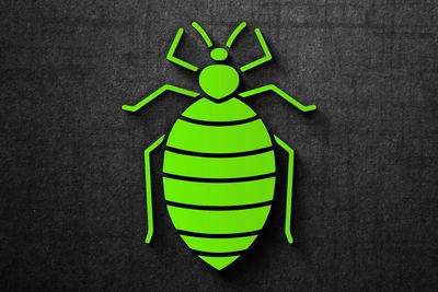 Bed bug extermination 