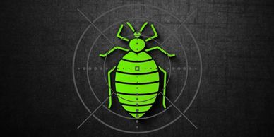bedbug 