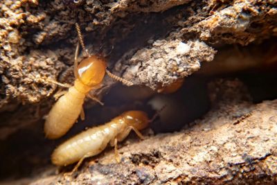 Termite Treatment