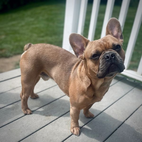 A brown French Bulldog standing on a porch.