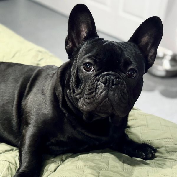 Black French Bulldog lying on a green quilt.
