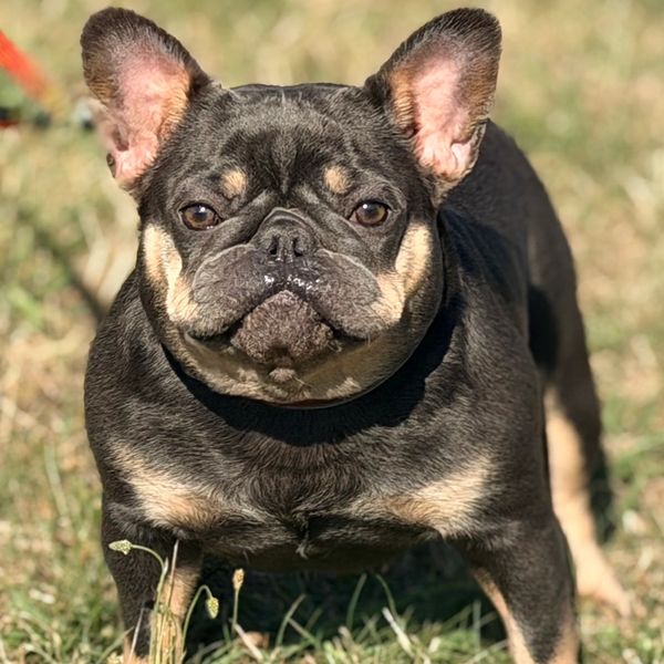 A black and tan French Bulldog standing on grass.