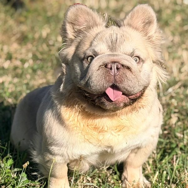 Cute light-colored French Bulldog with tongue out.