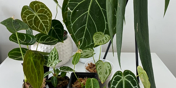 aspenium birds nest fern Shop 'Bird's Nest Fern - Asplenium nidus' Care & Info