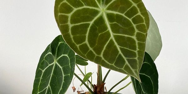 zimmerpflanze anthurium ANTHURIUM VEITCHII online kaufen bei potflourri main image 1