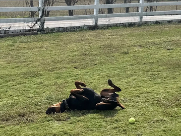 Dog lying on its back on grass near a tennis ball.