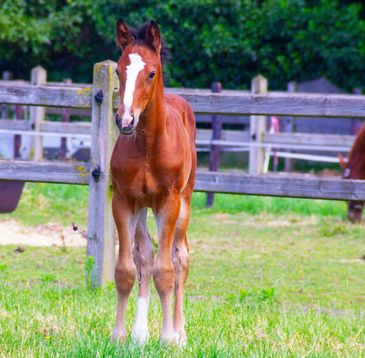 A young foal standing in a grassy paddock.