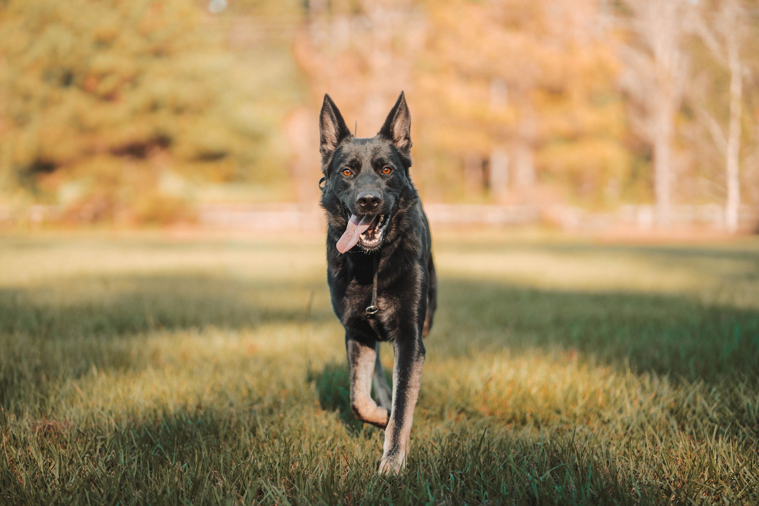 professional-dog-training-services