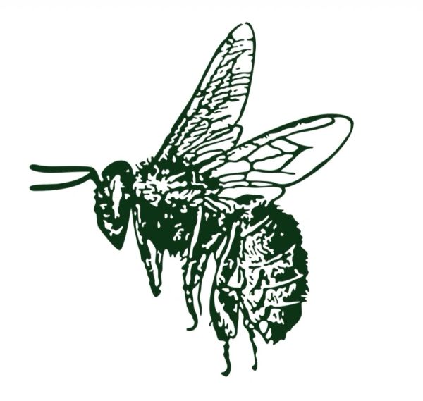 Black and white detailed bee illustration with wings and antennae.
