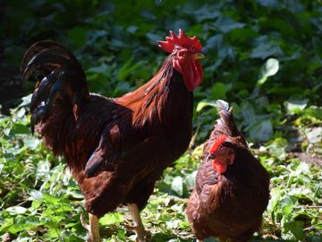 Heritage Breed Poultry