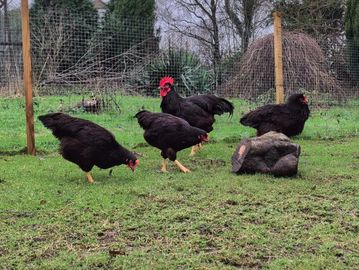 Black chickens pecking on grassy ground near a wooden fence.
