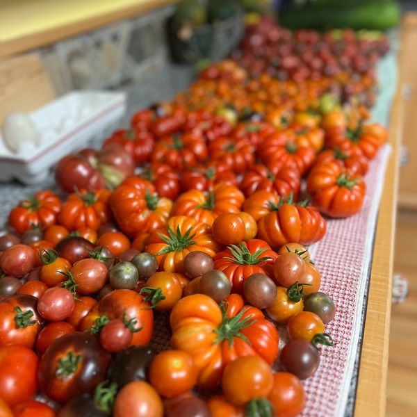 Abundance! We made and canned soup, salsa, and sauce for use this winter. 