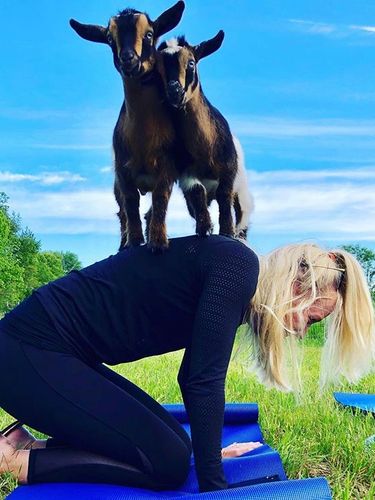 Goat yoga' is a thing - and hundreds are lining up for it