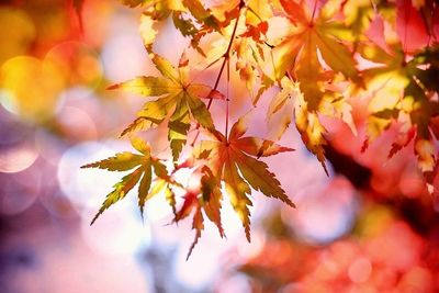 Close-up of autumn leaves with colorful bokeh background.