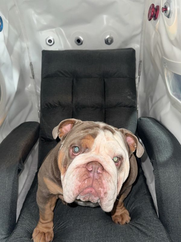 Bulldog sitting on a black cushioned chair inside a white enclosure.