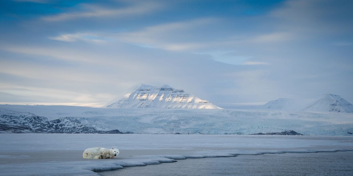 Two polar bears resting at the edge of the sea ice beneath snow-covered mountains — wildlife photogr