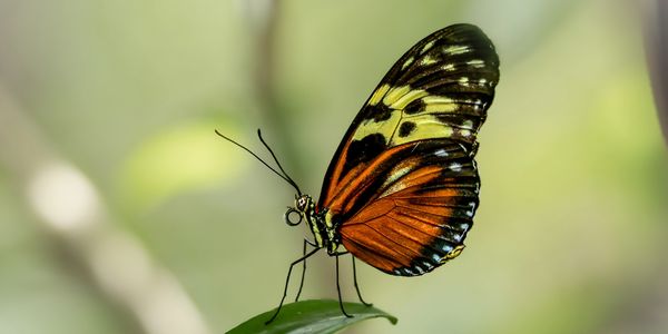 Tiger longwing butterfly resting on a leaf — nature photography by Michael Bamber