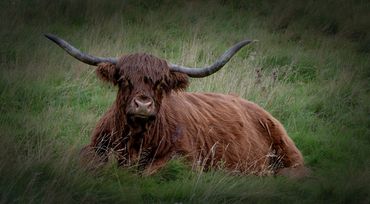 Highland Cow in Scotland

Rod Ramsay Photography