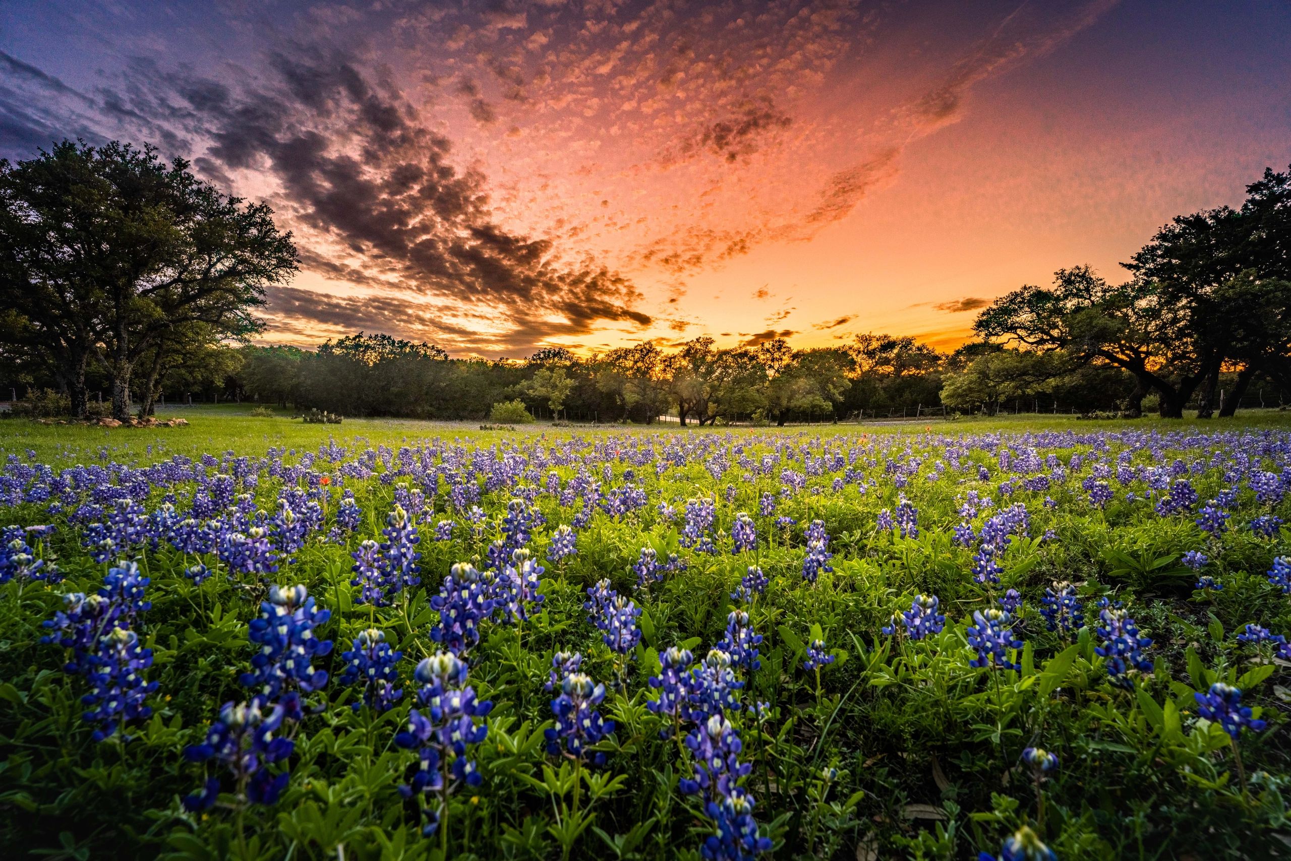 Bluebonnets at sunset on the ranch during wildflower season