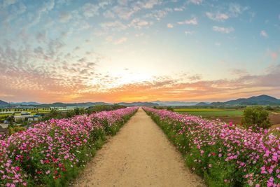 Flowered path leading to sunrise