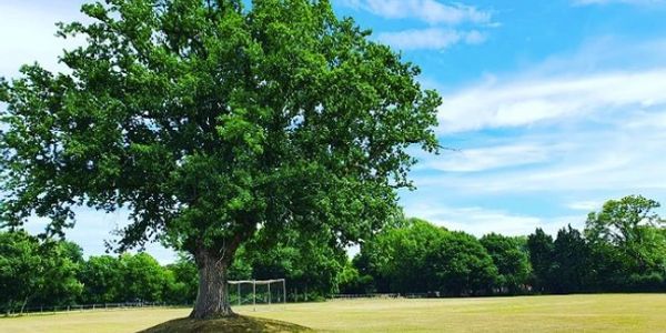 The Lynchmere oak