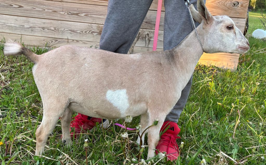 A tan goat with a white patch on its side standing on grass.