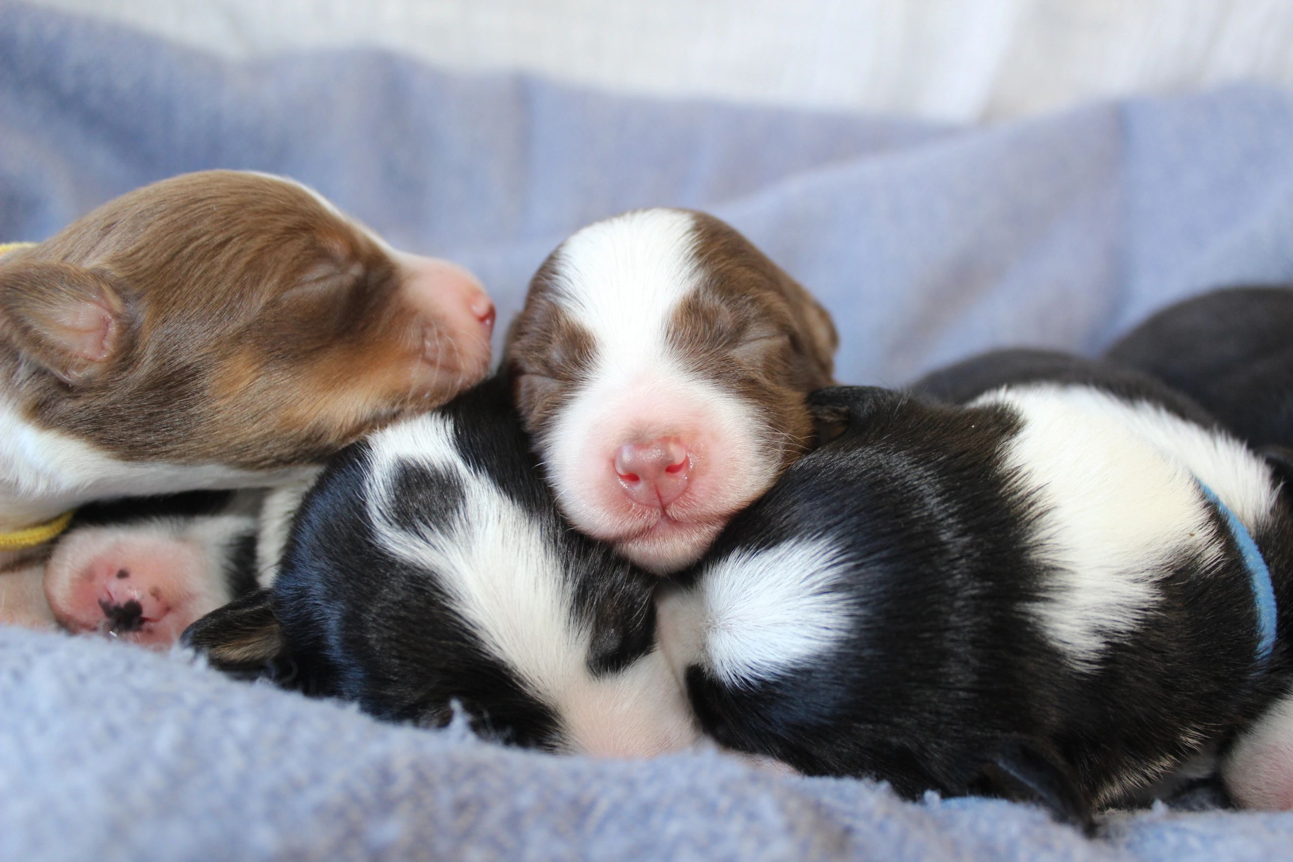 Pine Tree Hill Farms - Border Collie Puppies, Border Collie Breeders ...
