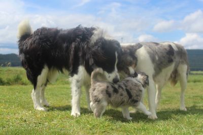 Border Collies with their Puppy