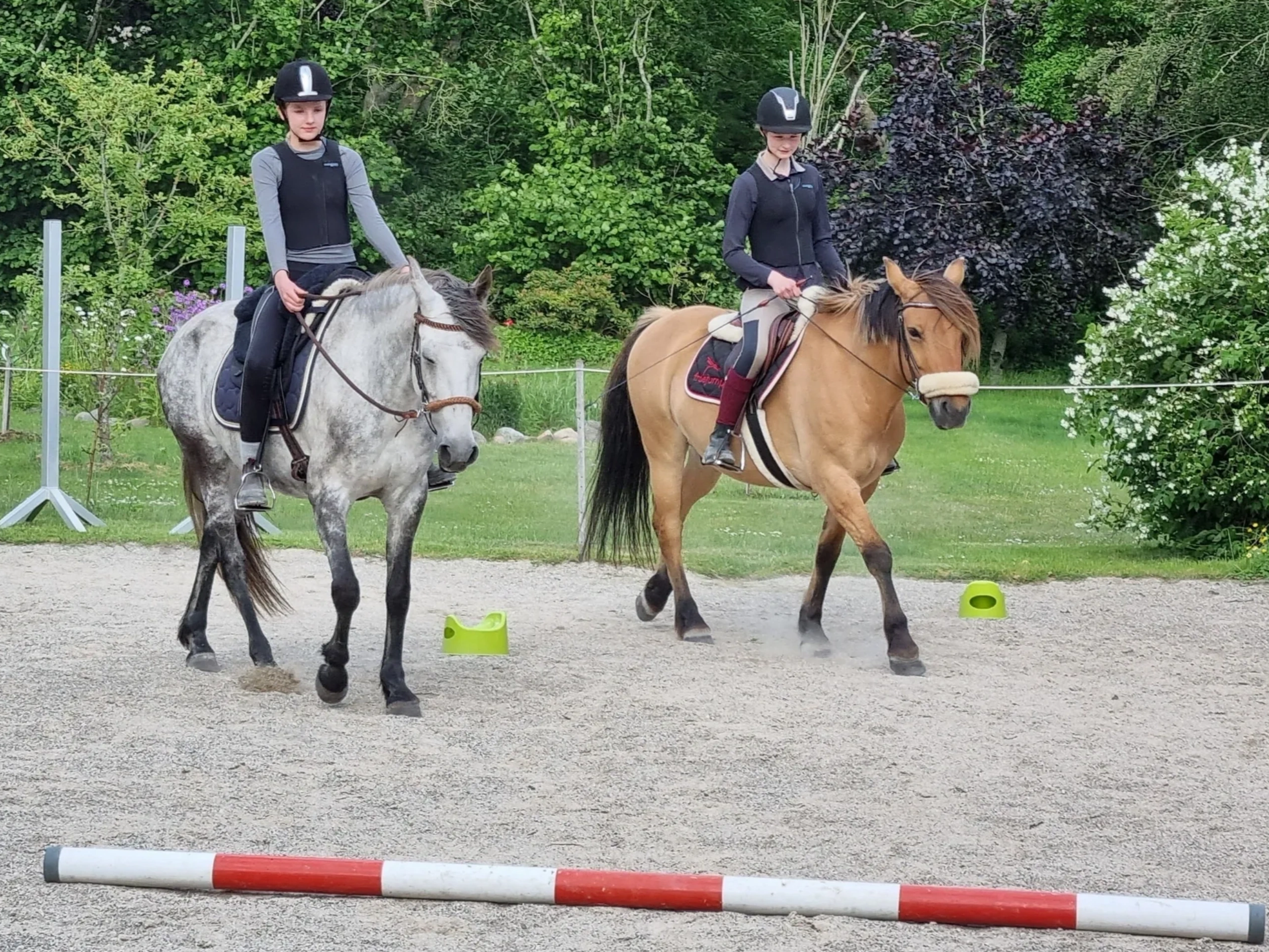 rideundervisning, hestens præmisser, hesteskole, rideskole