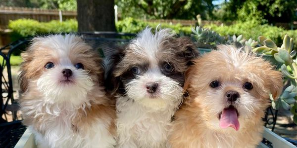 Three adorable fluffy puppies sitting together outdoors.