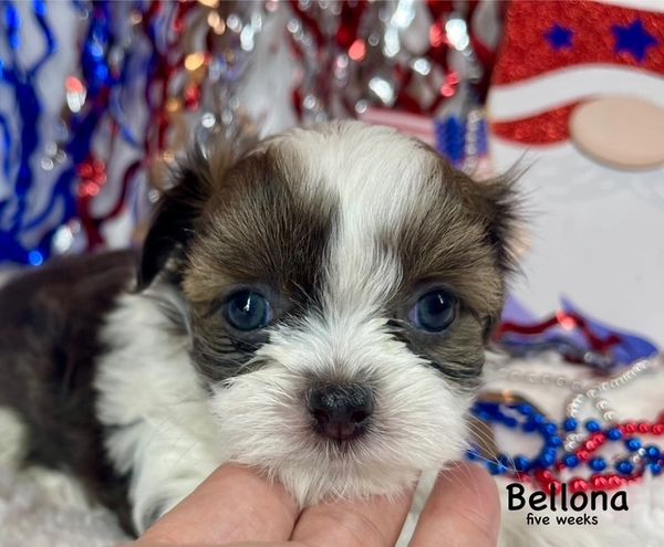 Close-up of a five-week-old puppy named Bellona with blue eyes.