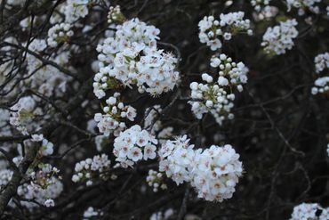 image31