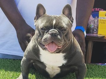 Xl store french bulldog