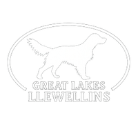 Great Lakes Llewellins