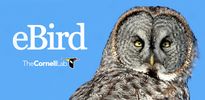 Ebird link to follow birding in Kansas